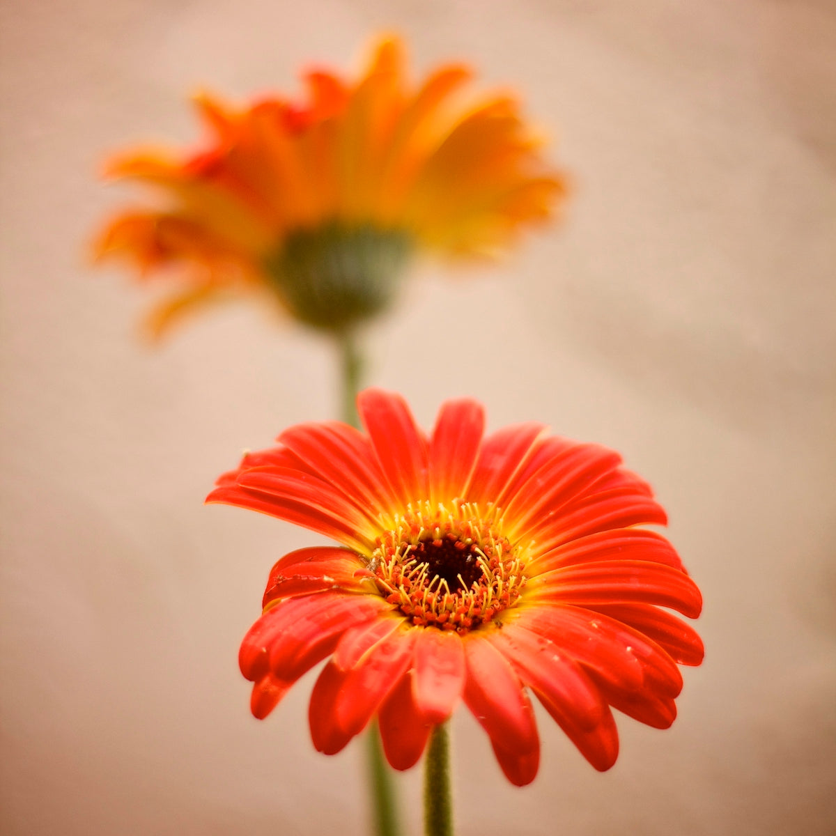 orange and yellow flower in close up photography