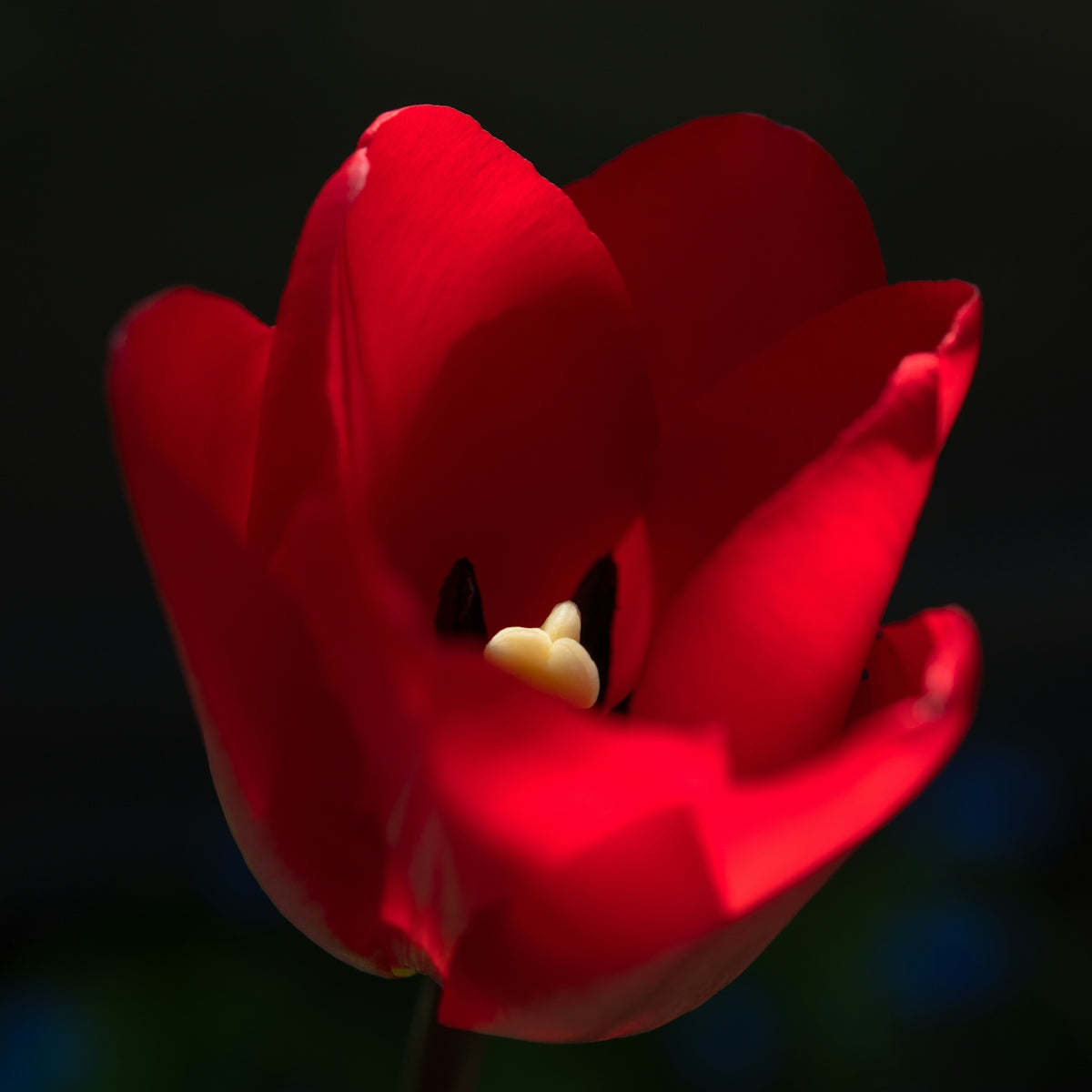 red flower with white and yellow bee