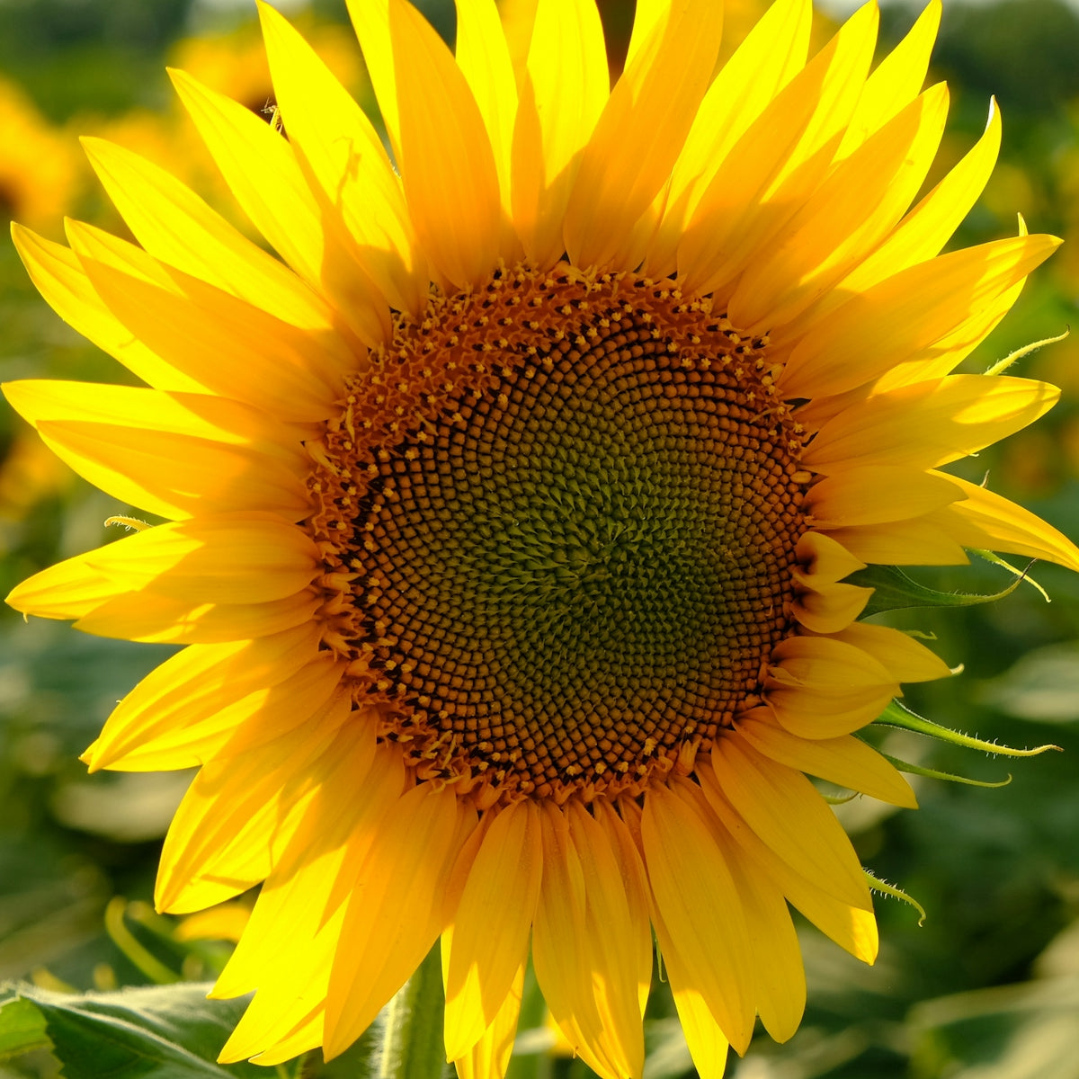 a large sunflower in a field of sunflowers
