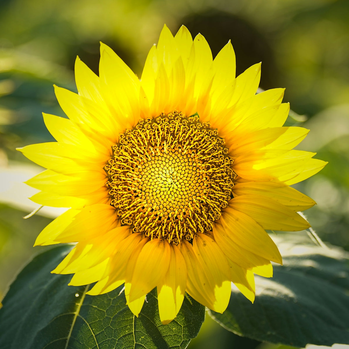 a large yellow sunflower with green leaves