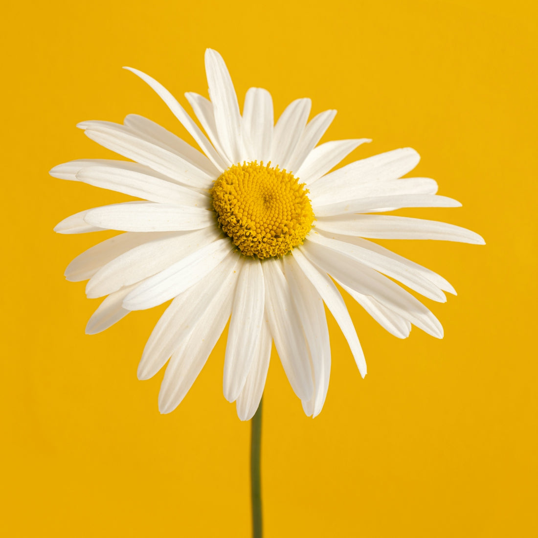 A single white daisy on a yellow background