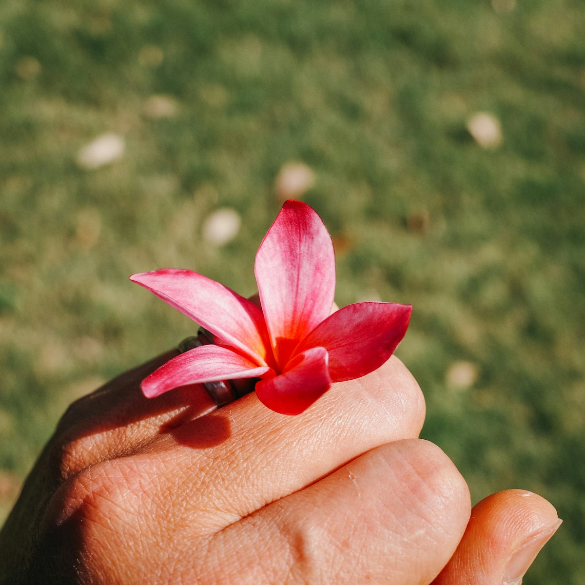 A person holding a pink flower in their hand