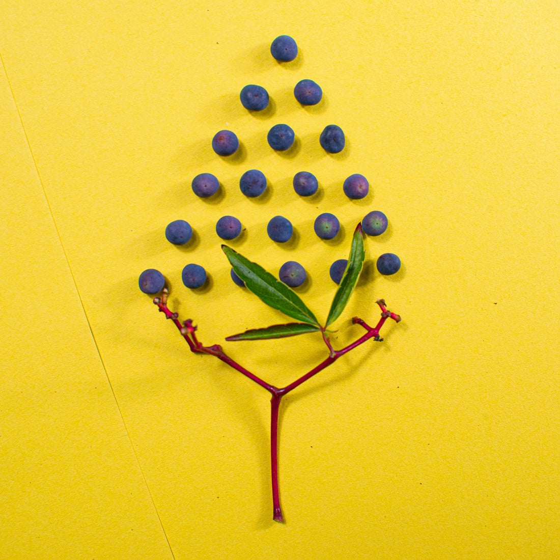 Blue berries arranged in a tree formation.