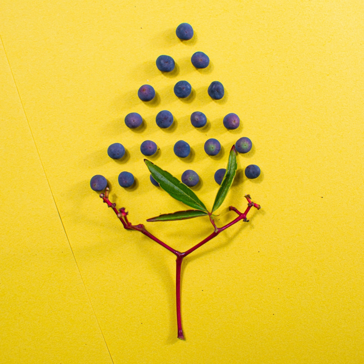 Blue berries arranged in a tree formation.