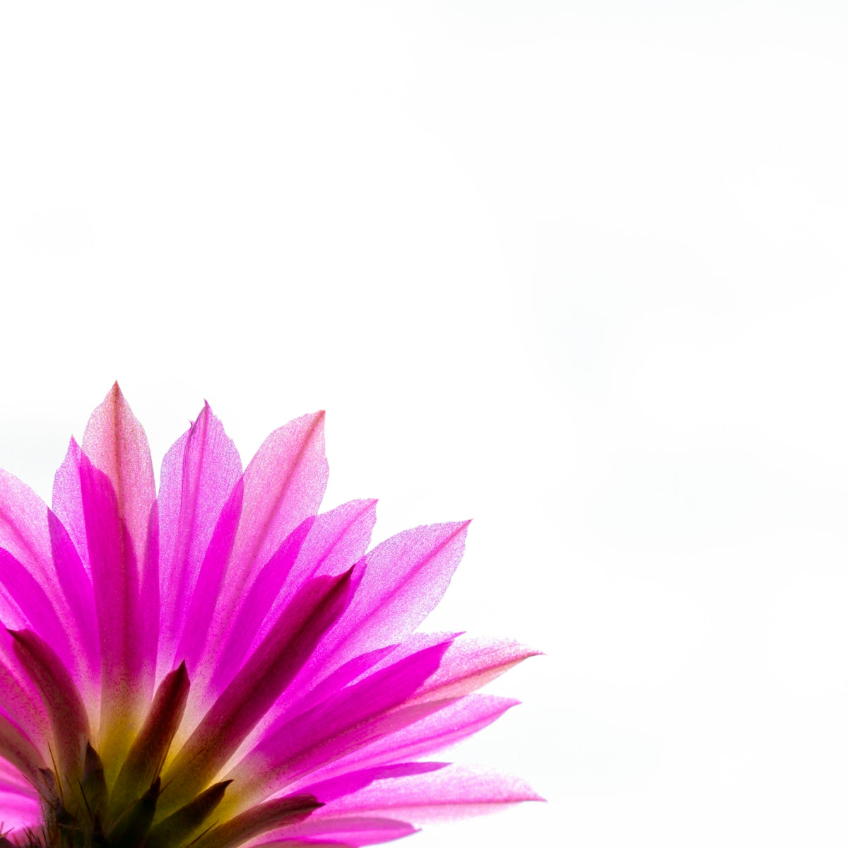 A vibrant pink cactus flower blooms against white.