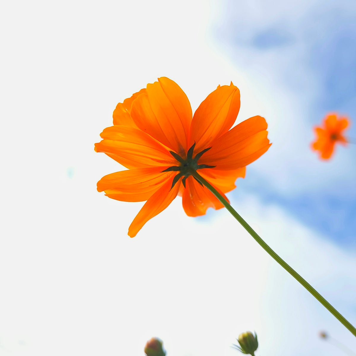 An orange cosmos flower against a blue sky